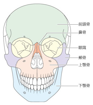 顔面骨とは 顔の骨の骨折 けが きずあと 形成外科で扱う疾患 一般の方へ 一般社団法人 日本形成外科学会